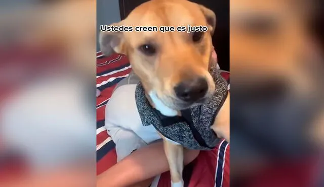 Desliza las imágenes para apreciar la inesperada reacción de un perro cuando le intenta llamar la atención a su dueño. Foto: captura de YouTube