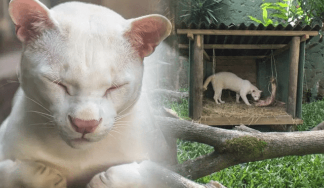 Los casos de albinismo animal son extraños. Foto: composición RL/Corporación Autónoma Regional del Centro de Antioquia
