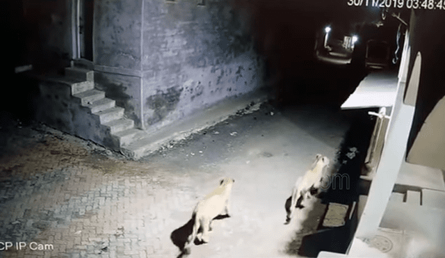 YouTube viral: cámara de seguridad capta el feroz ataque de leonas cazadoras en medio de una ciudad