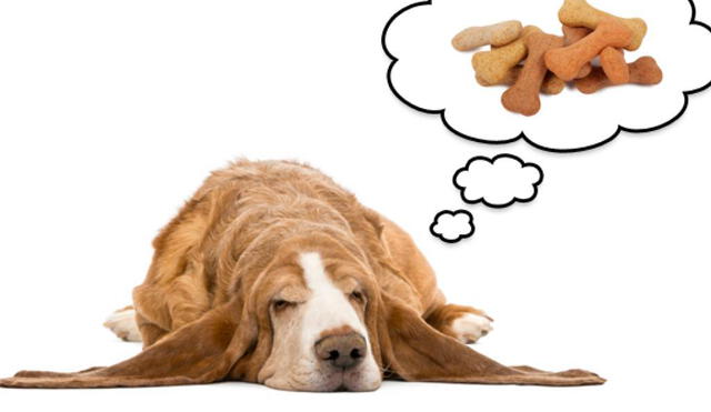 Experto Animal revela si es que los perros sueñan o no. Foto: ABC