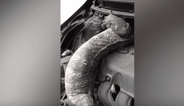 Desliza hacia la izquierda para ver al enorme reptil que se escondió en el motor de un carro. Video es viral en YouTube.