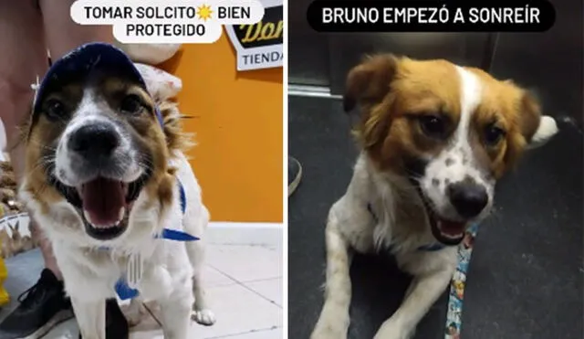 Desliza hacia la izquierda para conocer más detalles de la conmovedora historia de Bruno, un perrito que tuvo un final feliz. Foto: captura de TikTok