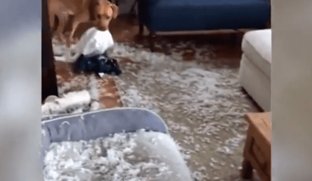 Vía Facebook: descubre a su perro destruyendo la sala y este tiene insólita reacción [VIDEO]