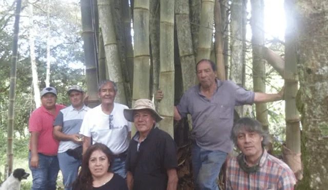 "Bambú Oxap" postula el uso del material en la  construcción de viviendas y la edificación de cabañas turísticas.