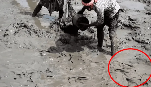 YouTube viral: ingresa descalzo a misterioso lodo y encuentra miles de extrañas criaturas moribundas