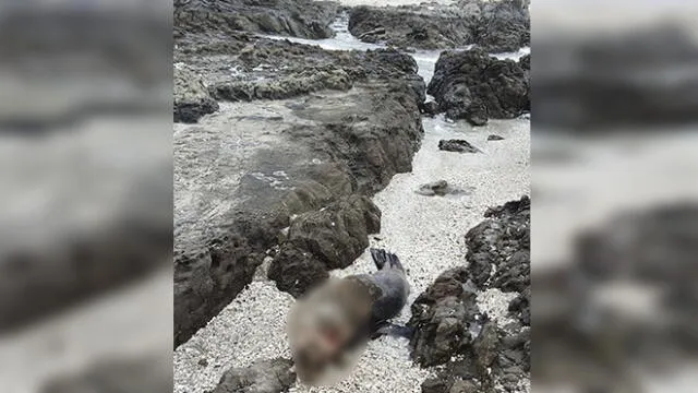 Encuentran siete lobos marinos muertos en litoral tacneño