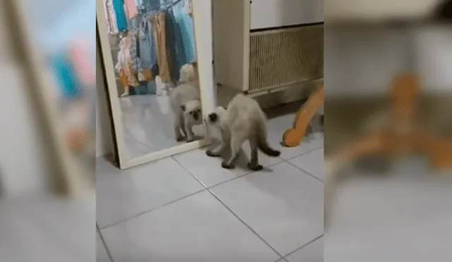 Video es viral en YouTube. La dueña del gato no dudó en grabar el curioso comportamiento del felino mientras se observaba en un espejo