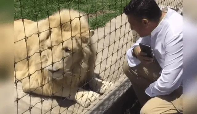 Turista ingresa a recinto de leones, sin imaginar lo que pasaría.