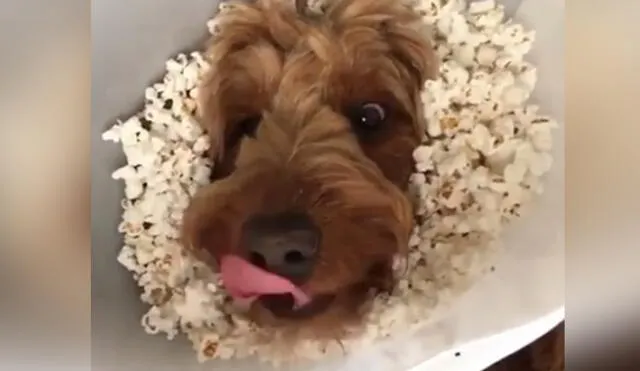 Facebook: perro desborda felicidad cuando llenan de palomitas su cono | VIDEO