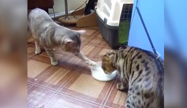 Facebook: la batalla de un par de gatos por un poco de leche confunde a todos