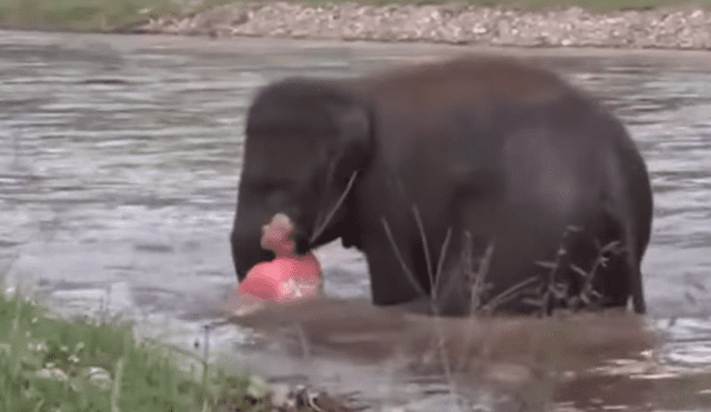 YouTube viral: Elefante se convierte en héroe al socorrer a joven que se ahogaba en profundo río [VIDEO]