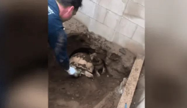 YouTube viral: oyen extraños ruidos en agujero y logran rescatar a dos enormes animales juntos [VIDEO]