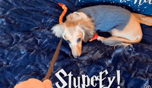 Facebook: perro sorprende al mundo al realizar los hechizos de Harry Potter [VIDEO]