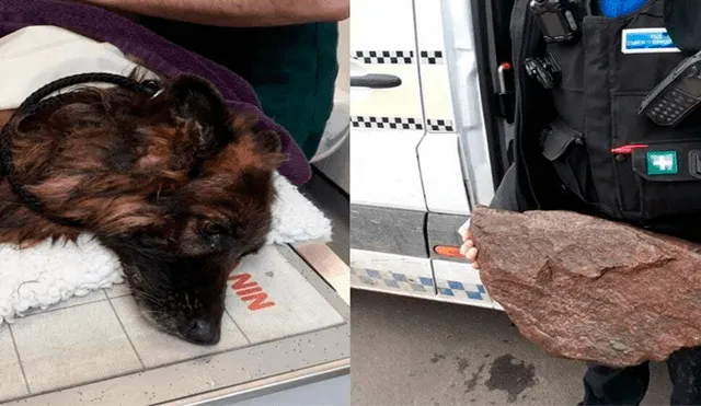 Intentan matar a un perro atando una piedra al cuello y lanzándolo al río 