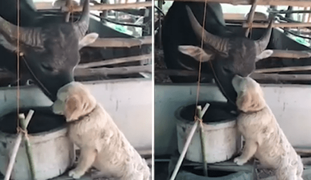 Desliza hacia la izquierda para ver el conmovedor encuentro entre un perro y búfalo. Video viral de Facebook.