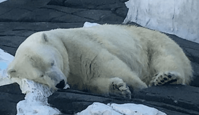 Noruega: trabajador de crucero mató oso polar por atacar a guía turístico