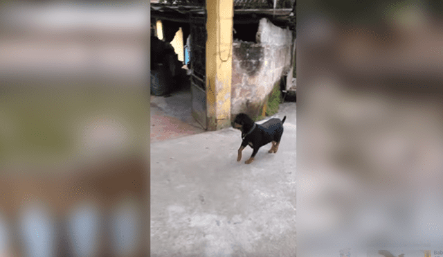 Video es viral en YouTube. Apenas escuchó los gritos de su dueño, el perro tuvo una reacción que fue aplaudida por miles de personas en las redes sociales. Foto: Captura.