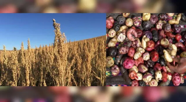 Cusco. Alimentos saludables para reducir anemia en Pisac.