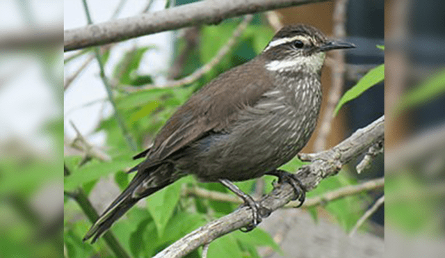 20 Animales en peligro de extinción y extintos en Perú 2019 [FOTOS]
