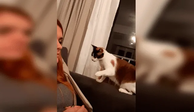 Desliza las imágenes hacia la izquierda para apreciar la reacción de un gato cuando la novia de su dueño lo asustó.