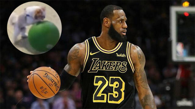 Facebook: Perrito fanático de la NBA hace trucos con la pelota y miles quedan impresionados