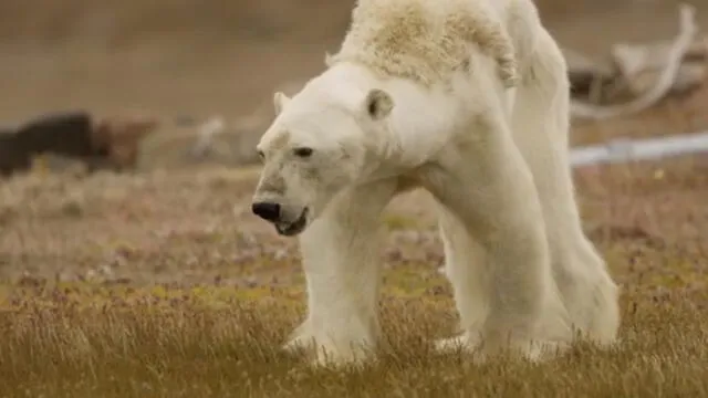 Facebook: desgarrador video de oso polar muestra impacto del cambio climático [VIDEO]