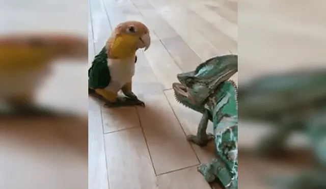 YouTube viral: así reaccionó un lorito, luego de ver a la nueva mascota de su dueño [VIDEO]