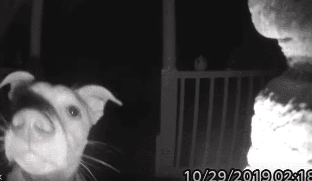 Video es viral en Facebook. El can se había quedado afuera durante horas y no podía ingresar porque sus dueños habían cerrado las puertas sin notar su ausencia