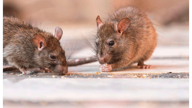 Los roedores se han visto obligados a buscar nuevas fuentes de comida. Fuente: Getty Images / foto referencial.