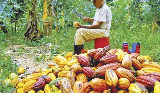 Día del cacao: envíos alcanzan los 266 millones de dólares al año