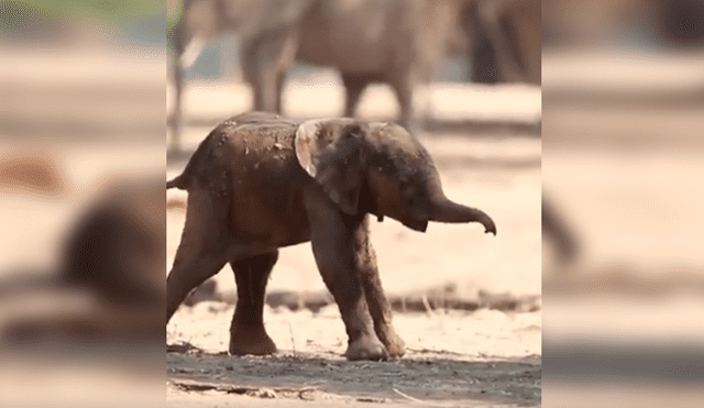 En YouTube, un bebé elefante sufrió varios tropiezos al pretender caminar al lado de su madre.