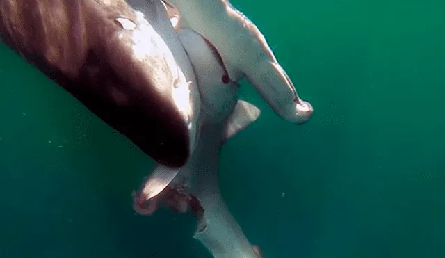 Facebook viral: pugna a muerte entre tiburón tigre y tiburón martillo tiene un final inesperado que sorpendió a miles [VIDEO]