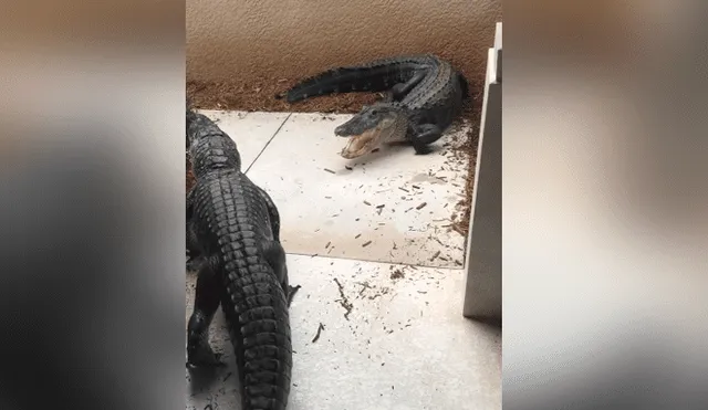 A través de Facebook se ha vuelto viral el aterrador momento en que dos cocodrilos pelean en la puerta de una casa.