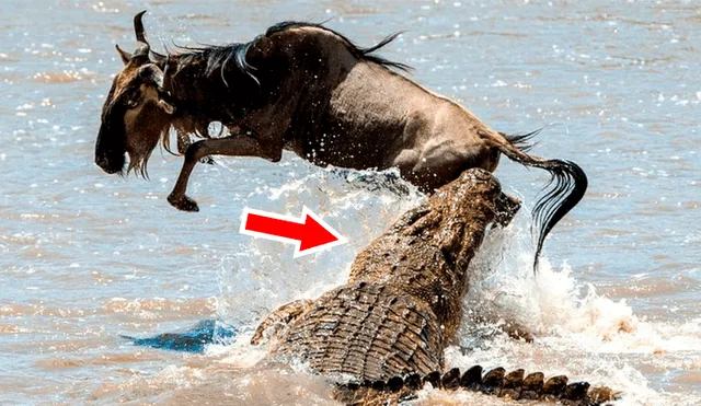 YouTube viral: Hambriento cocodrilo atrapa a un antílope en feroz batalla y lo deja lisiado [VIDEO] 