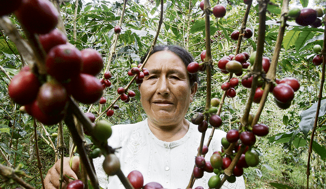 Cultivo del café se ve desplazado por hoja de coca en Sandia