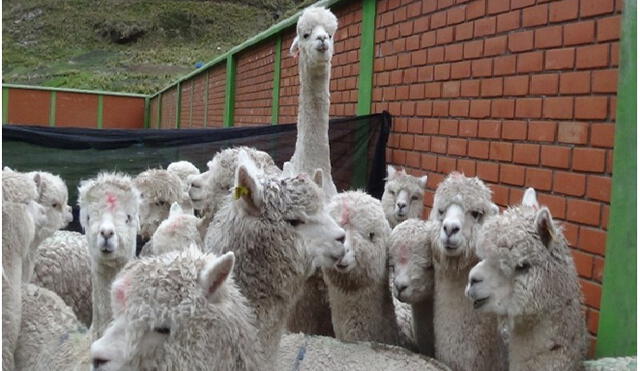 Huancavelica: Propician mejora de crianza de alpacas en beneficio de más de 300 familias de Huachocolpa