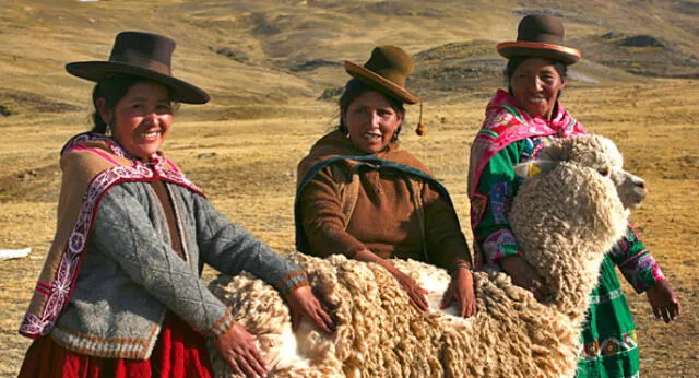 Buscan mejorar rendimiento genético de alpacas y llamas en Huancavelica