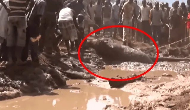 YouTube viral: pobladores rescatan a elefante bebé que se alejó de su manada y cayó en laguna [VIDEO]