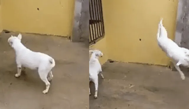 Facebook: perros pitbull sorprenden a miles al realizar pasos de break dance [VIDEO]