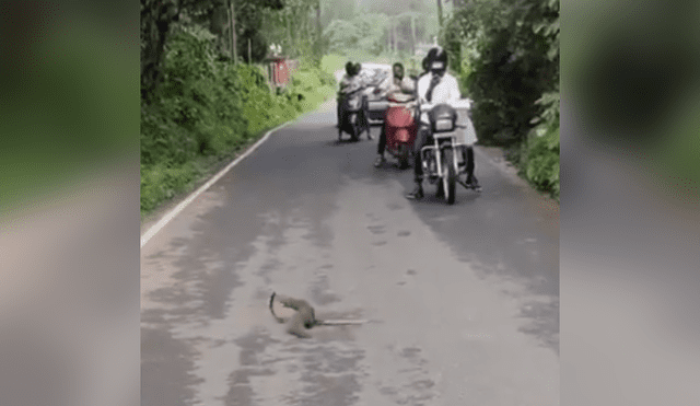 Desliza las imágenes para ver más detalles de esta feroz batalla entre una cobra y una mangosta. (Foto: captura / YouTube)