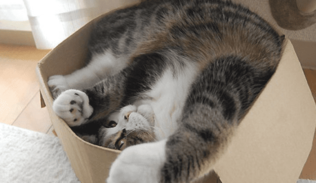 YouTube viral: ¿por qué todos los gatos adoran meterse en las cajas? [VIDEO]