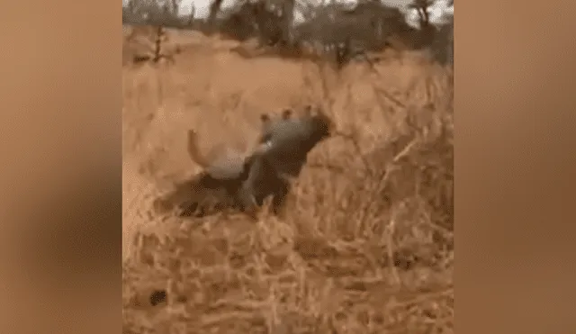 Vía YouTube. La hiena esperó a que el leopardo cazara a su presa y robársela, pero lo arruinó todo. Foto: captura