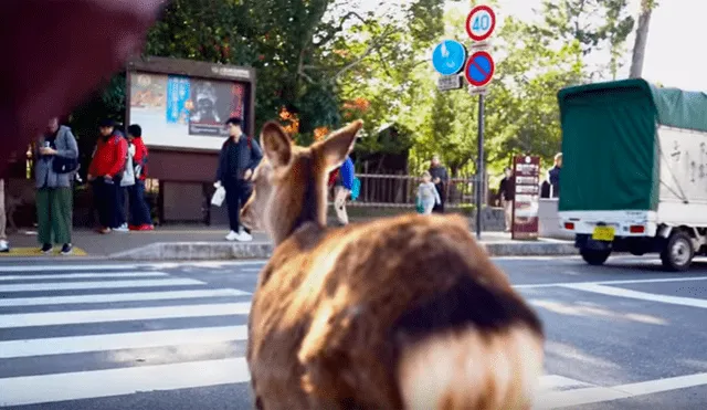 Usuarios de YouTube calificaron la peculiar conducta del animal como un claro ejemplo de “responsabilidad” y respeto por las señales de tránsito