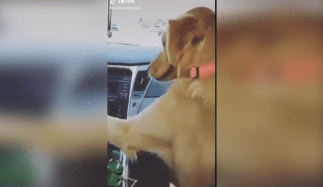 Desliza las imágenes para ver más detalles del curioso comportamiento de este cariñoso perro. (Foto: captura / TikTok)