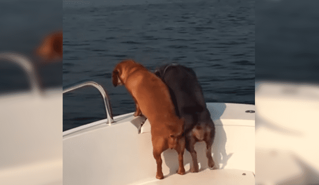 En Facebook, un perro movió sus patas de una manera peculiar tras dar un paseo en bote con sus dueños.