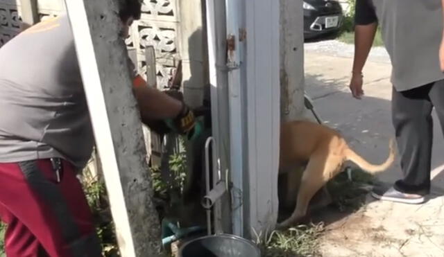 El can trataba de ingresar a la casa de una mujer y ella se percató de su llanto al quedar atrapado. Foto: captura de Facebook