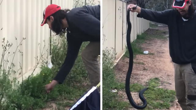 YouTube Viral: mujer encontró en su jardín a la serpiente más extraña del mundo [VIDEO]