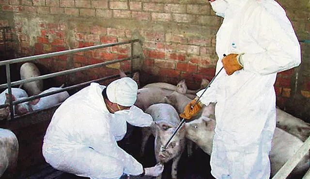 Confirman el primer caso de cólera porcino tras lluvias en Lambayeque