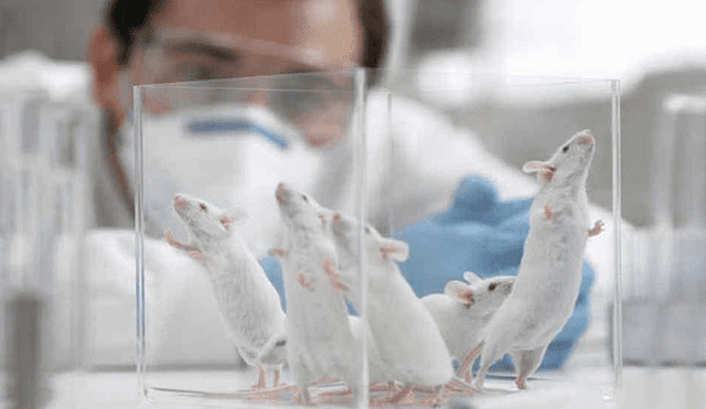 Los científicos dotaron a los ratones de características similares a la familia | Foto: La Voz