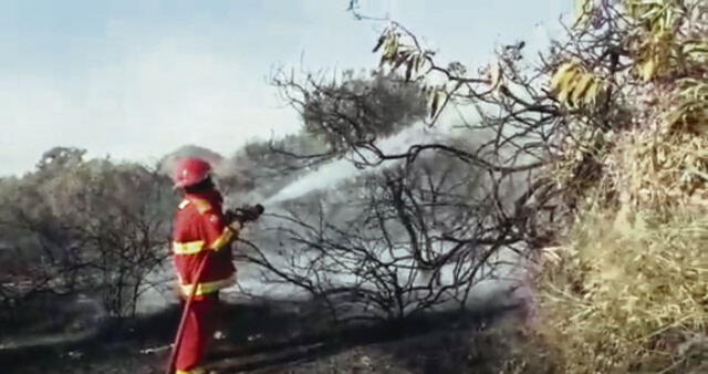 Controlan en 80% incendio que afecta el Santuario Histórico Bosque de Pómac